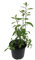 Goji Beere (Lycium barbarum)