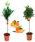 Pack Limonero - Naranjo - Pomelo - Mandarino Planta Natural - (Altura 110 Cm) Maceta 22 cm (Pack Mandarino + Naranjo)