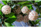 Hoya Pflanze Samen, wachsblume samen, winterharte pflanzen für garten，indoor garten samen anzucht，fensterbank deko hochbeete für garten，einfach zu Pflanzen hängepflanzen winterhart 100pcs