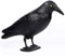 AIlysa Taubenschreck Rabe Vogelscheuche Krähe Vogelschreck Raben Attrappe Schwarz Rabe Kunststoff, Taubenabwehr Vogelscheuche Vogelabwehr Balkon Gartendeko, Halloween Krähe Dekoration (Schwarze Krähe)