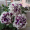 petunien samen hängend mehrjährig - plants, winterharte pflanzen für garten winterharte pflanzen, alte sorten saatgut blumengarten, steinpflanzen winterhart flowers, balkonpflanzen 300pcs