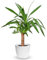 Pianta da Appartamento Yucca Elephantipes o Yucca Gigantea - Albero Decorativo da Interni