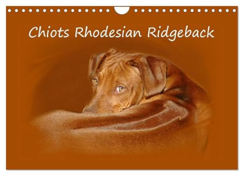 Chiots Rhodesian Ridgeback (Calendrier mural 2024 DIN A4 vertical), CALVENDO calendrier mensuel: Photographies de chiots de Rhodesian Ridgebacks en Afrique du Sud.