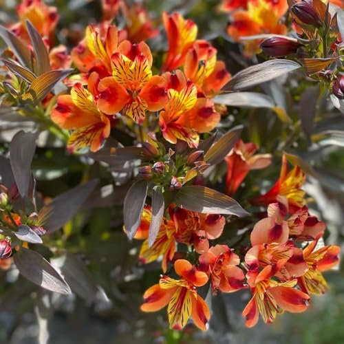 alstroemeria samen, blumensaat, exotische pflanzen blumenwiesensaat, bienenweide saatgut flower seeds, exotische pflanzen samen bienenwiese saatgut mehrjährig winterhart, 200pcs