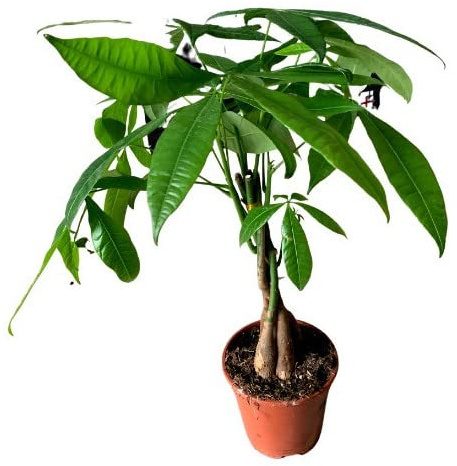 Árbol Tropical Natural Perfecto para el Interior de la Casa Pachira Aquática