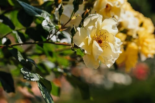 Rosa 'Frühlingsgold' - Strauchrose, goldgelbe Blüten, Blütezeit Mai-Juni, ideal für Rabatten, bienenfreundlich, pflegeleicht und winterhart