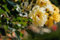 Rosa 'Frühlingsgold' - Strauchrose, goldgelbe Blüten, Blütezeit Mai-Juni, ideal für Rabatten, bienenfreundlich, pflegeleicht und winterhart