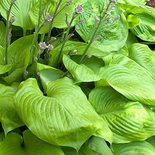 Hosta 'Sum and Substance' Herbaceous Perennial Hardy Plant in 9cm Pot