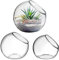 Alipis Paquete de 3 Cuencos de Vidrio Redondos para Terrarios de Plantas de Aire Decoración para El Hogar La Oficina Y El Escritorio