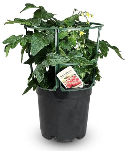 Tomate Cherry Planta Natural en Maceta – Ideal para Huertos Urbanos, Balcones y Jardines – Fácil de Cultivar y Cuidar