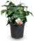 Tomate Cherry Planta Natural en Maceta – Ideal para Huertos Urbanos, Balcones y Jardines – Fácil de Cultivar y Cuidar