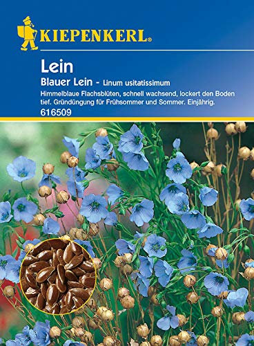 Engrais vert en lin bleu.
