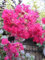 Chinesische Kräuselmyrte Black Diamond ® Purely Purple - Lagerstroemia indica - 30-40cm
