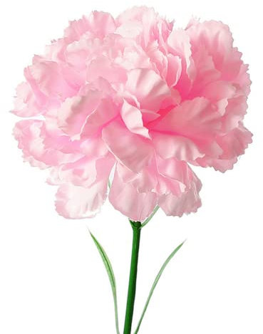 Rikyo 10 Bündel künstlicher Seidenblumen, Nelken, einzelner Blumenkopf, 50,8 cm, Blumenstrauß und grünes Blatt für Zuhause, Party, Heimdekoration, Brautschmuck, Hochzeit, Blumendekoration (rosa)