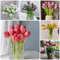 12 Pcs Tulpenzwiebeln Kaufen - Tulipa Gesneriana - Tulpen Zwiebeln, Bodendecker Winterhart Mehrjährig, Blumenwiese Tulpenzwiebel, Blumenzwiebeln Tulpen, Blumenzwiebel, Balkonpflanzen