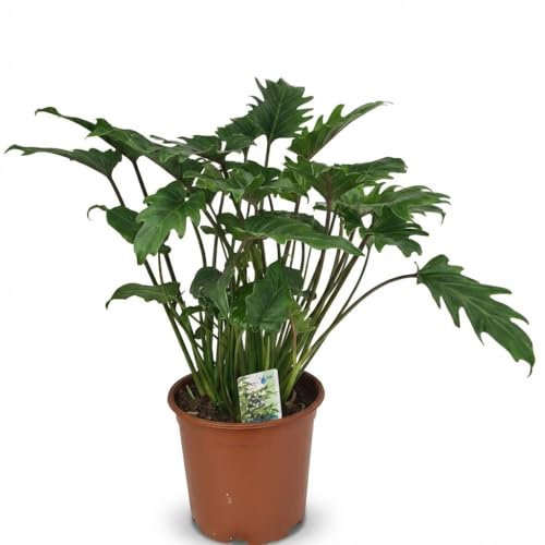 Philodendron - Philodendron Xanadu - Grün - Pflegeleicht - 50-60cm - Ø19cm - Zimmerpflanze - Immergrün