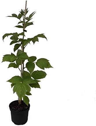 Müller Grüner Garten Shop Schönemann Himbeere sommertragend robust gutes Aroma 60-100 cm Himbeerpflanze im 3 Liter Topf