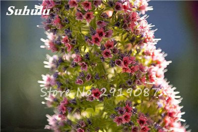 Mixed Echium Vulgare Blumensamen 50 PC Bonsai Distel Baum Pflanzgut Samen Stauden Blumen-Garten-Blumensamen zum Verkauf 14