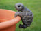 Homes on Trend Plant Pot Hanger Decoration Tortoise Animal Garden Gift - Brown