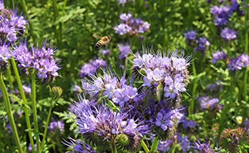 Gründüngung Phacelia Samen 200g Reicht für 50m² Bienenweide Gründünger Stickstoffbildend Bodendecker Einjährig Blumensamen AlexLand