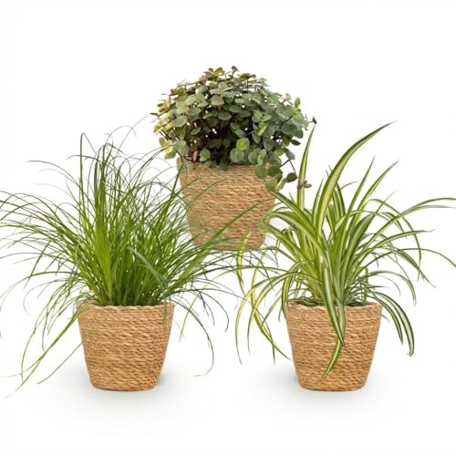 Zimmerpflanzen Mix 3er Set Cyperus Calissia Chlorophytum Mit Korb Ø12cm Höhe ca.20cm Haustierfreundliche Grünpflanzen Für Wohnzimmer Büro & Schlafzimmer