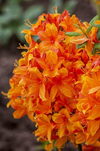 Rhododendron luteum 'Klondyke' 50-60 cm – Winterhart, Mehrjährig, Pflegeleicht – Azalee – Zierstrauch für Garten & Beet
