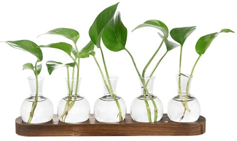 Everkeen Blumenvase mit Hölzernen Tablett Propagation Station Glasvase Terrarium Pflanzen Hydrokultur Vase Tischvase Kleine Vasen Set Deko Vasen für Wohnzimmer Büro