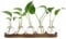 Everkeen Blumenvase mit Hölzernen Tablett Propagation Station Glasvase Terrarium Pflanzen Hydrokultur Vase Tischvase Kleine Vasen Set Deko Vasen für Wohnzimmer Büro