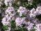 100 Semillas de Tomillo (Thymus Vulgaris)