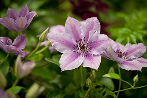 Clematis Hybride 'Nelly Moser' 100-150 cm - Waldrebe, zweifarbige rosa-weiße Blüten, Blütezeit Mai-Juni, ideal für Rankgerüste, pflegeleicht
