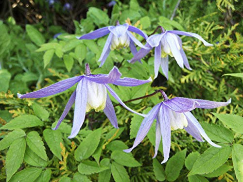Portal Cool Clematis alpina Alpine Clematis 20 semi blu/Fiori bianchi Climber Uk Freepost