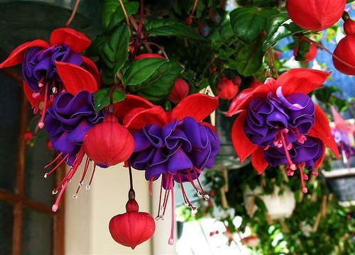 Pack x6 Semi Trailing Fuchsia 'Dark Eyes' Summer Garden Plug Plants