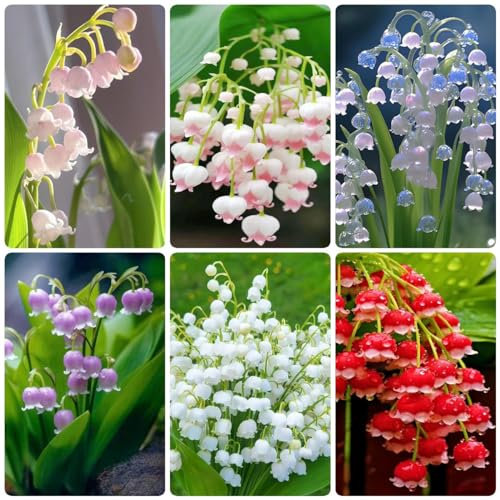 15 bulbos de lirio de los valles - bulbos plantas cubresuelos resistentes, planes plantas resistentes al invierno para decoración de jardín salón moderno plantas de