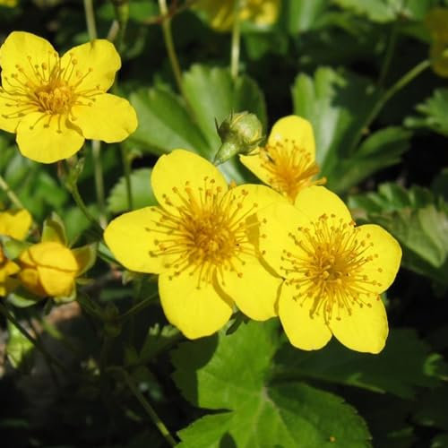 24 x Teppich Golderdbeere - Waldsteinia ternata Topf 9x9cm, für 3m² : Bodendecker mit goldgelben Blüten und Winterhärte.