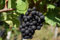 Kernlose Tafel-Trauben-Kollektion. Magic of Nature, Weintrauben Pflanzen, Weinrebe Qualitätspflanzen, Winterhart Weintraube, Weinreben Sortiment kernlos. -2zwiebeln-F