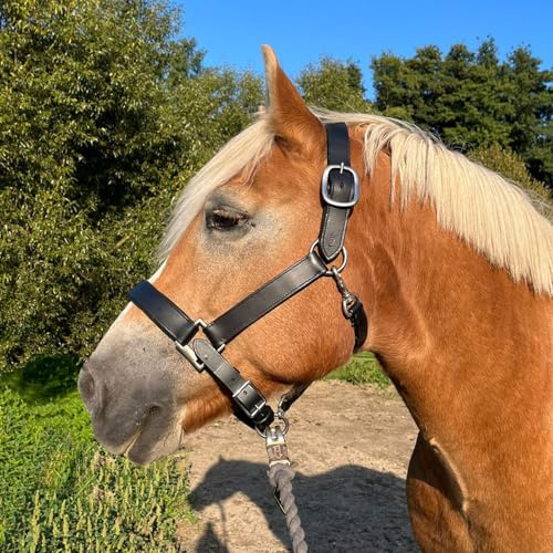 Brama West Halfter Pferd XXXL Titan - Lederhalfter für sehr große Pferde - doppelt genäht, verstellbar, unterlegt (XXXFull)