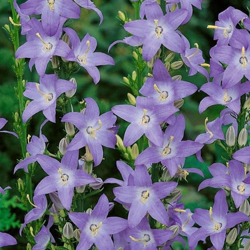 Plant World Seeds - Campanula Pyramidalis Seeds (Perennial Flower Seeds)