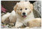 Veloflex 4650093 - Schreibtischunterlage Hund, 35 x 50 cm, rutschfest, abwaschbar, mit transparenter Antireflex-Schutzfolie, Schreibtischauflage, Malunterlage, Bastelunterlage, 1 Stück