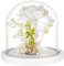 BENECREAT Campana de cristal lacada en blanco, 12 x 12 cm, campana de cristal transparente, para manualidades, flores, decoraciones navideñas