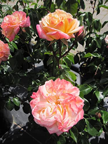 Rosa Concorde ® - Edelrose Concorde ® - Kordes Rose