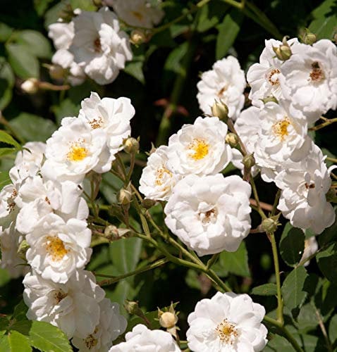 Kletterrose Rambling Rector 30-60cm