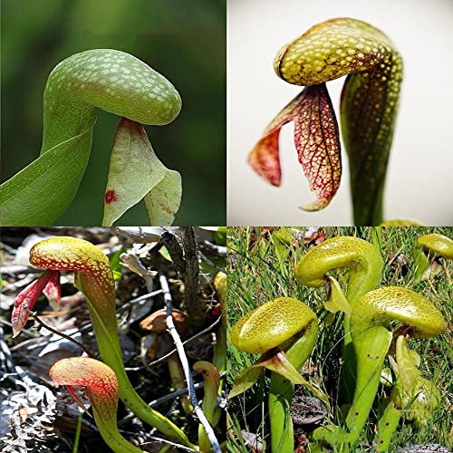 piante carnivore semi di piante carnivore - sarracenia purpurea - piante succulente succulente - serie di piante rare piante decorative piante resistenti all'aperto semi resistenti perenni 550 Pezzi