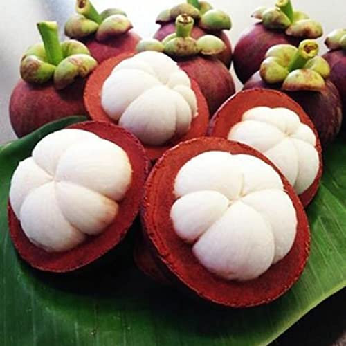 Rotyroya 10 Stück Mangostan-Samen, nahrhafte Königin der tropischen Früchte, süße Mangostan-Samen, Gartenpflanze Mangostan-Samen