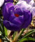 Krokuszwiebeln : Crocus - Krokus  Flower Record  5 Blumenzwiebeln