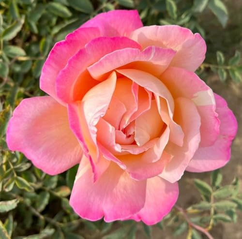 Chicago Peace - Hybrid Tea Rose - 4Ltr Potted Rose