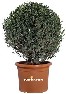 Pianta di Bosso Faulkner Sfera Pianta di Buxus Microphylla Faulkner Sfera pianta da esterno pianta per arte topiaria pianta ornamentale pianta vera di Bosso venduta da eGarden.store (Vaso 35 cm)