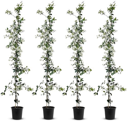 Tropictrees - Trachelospermum Jasminoides - 200cm - Winterhart - Sternjasmin - toskanischer Jasmin -Weiß - 4 pcs
