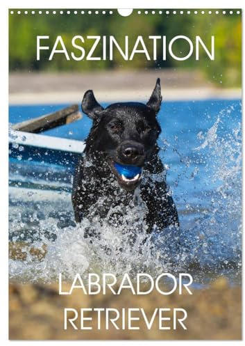 Faszination Labrador Retriever (Wandkalender 2026 DIN A3 hoch), CALVENDO Monatskalender: 13 Fotos zeigen die Faszination einer der beliebtesten Hunderassen (CALVENDO Tiere)