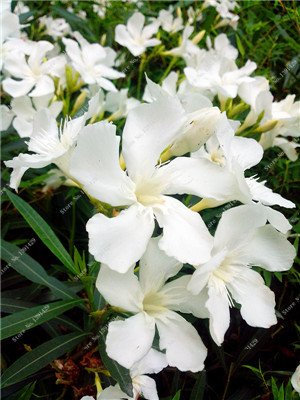 Nerium indicum Mühle Blume Nerium Oleander Seed-Hausgarten Zierpflanzen Interessante Bonsai Blumentöpfe Pflanz 50 PC