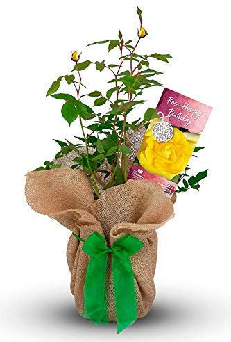 Happy Birthday Rose Gift Wrapped With Stylish Wrap And Huge Bow - Happy Birthday Gift For Any Age